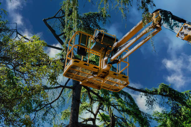 Best Commercial Tree Services  in Grifton, NC